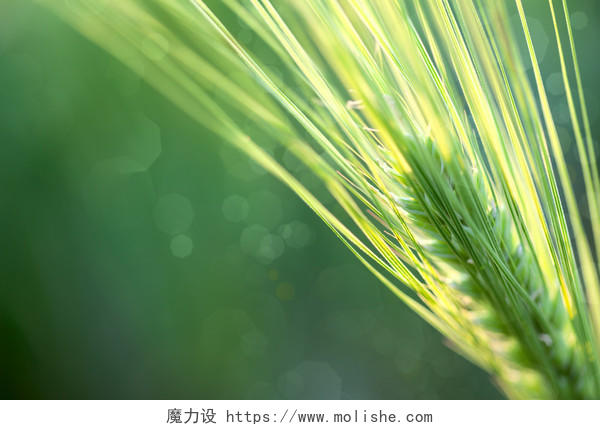 绿色小麦麦穗二十四节气24节气小满